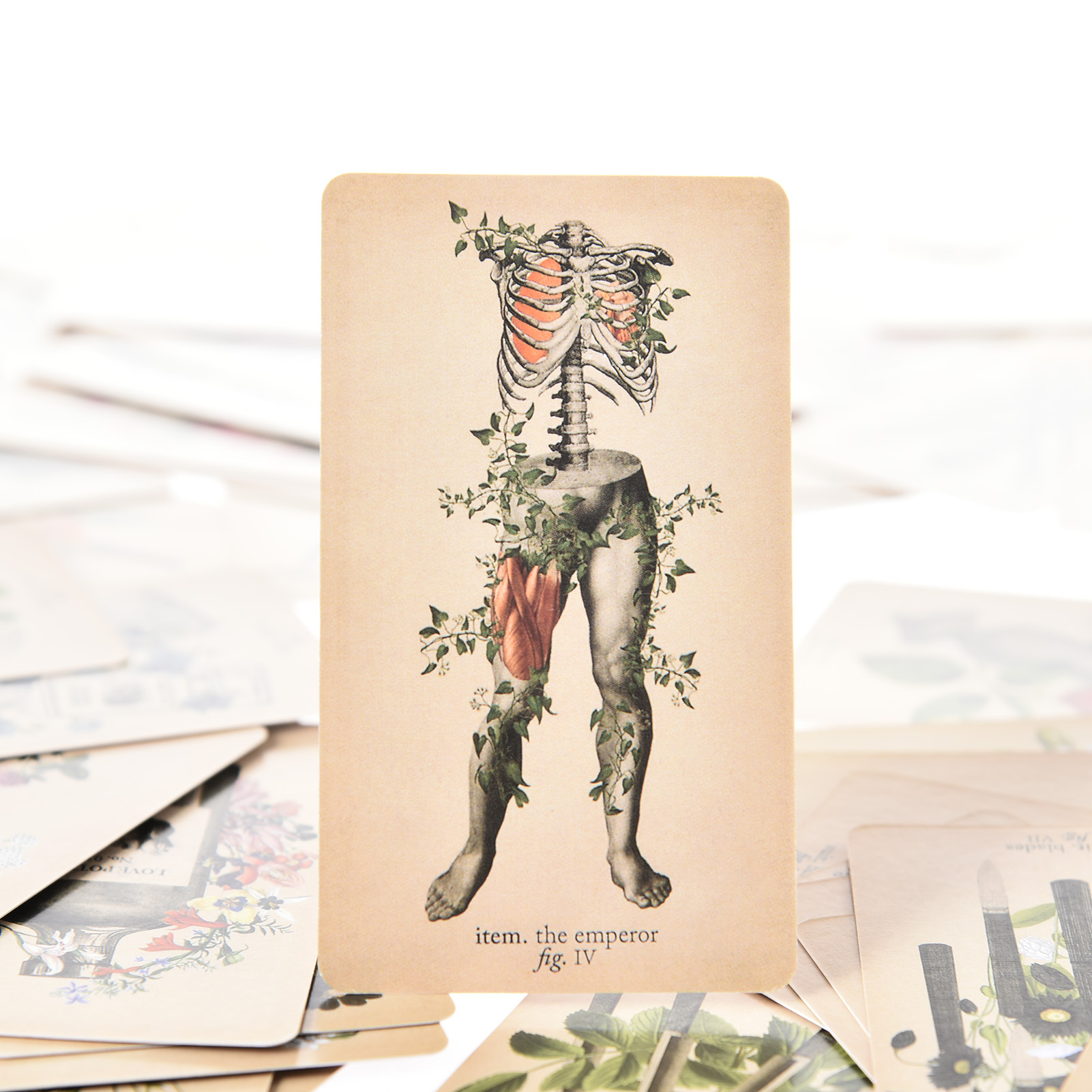 Карты Таро «Античная Анатомия» – обзор и цена Tarot Cards Deck With Guidebook